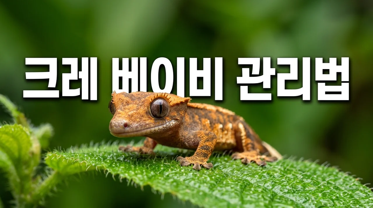 크레스티드게코 베이비 게코 관리 방법: 초보 집사를 위한 완벽 가이드