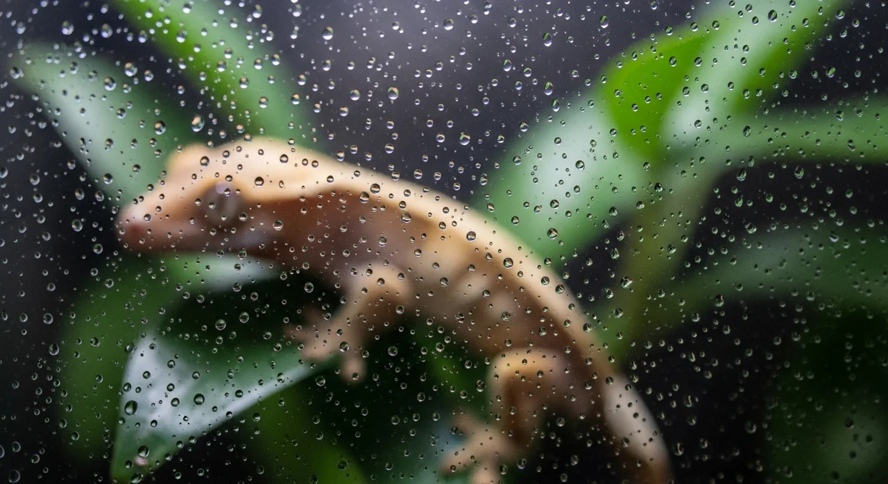 온도와 습도 관리: 생존의 핵심