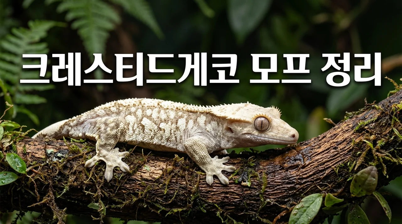 크레스티드게코 모프 종류 완벽 정리: 릴리화이트부터 아잔틱까지
