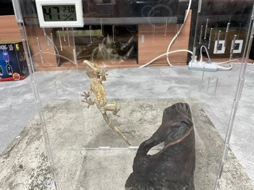 정하남 크레스티드 게코 도마뱀 사육장 세트 초보자 은신처 크리스티드 (30x20x40) 상세 이미지 1