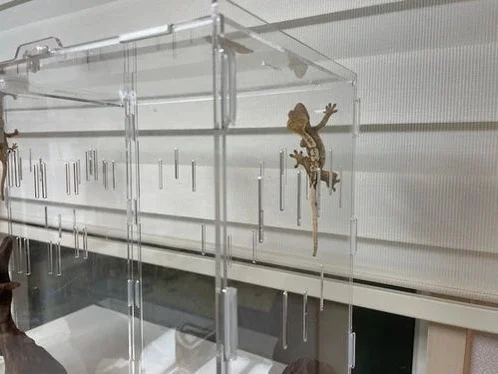 정하남 크레스티드 게코 도마뱀 사육장 세트 초보자 은신처 크리스티드 (30x20x40) 상세 이미지 3