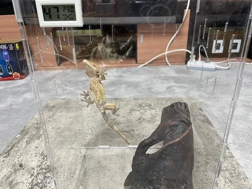 정하남 크레스티드 게코 도마뱀 사육장 초보자 은신처 크리스티드 (30x30x40) 상세 이미지 1