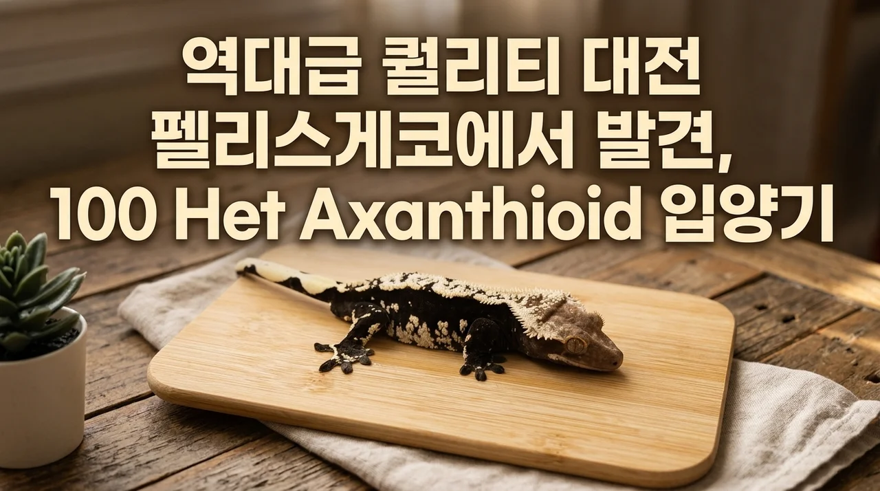 대전 펠리체게코에서 만난 역대급 퀄리티, 100헷 아잔틱 입양기