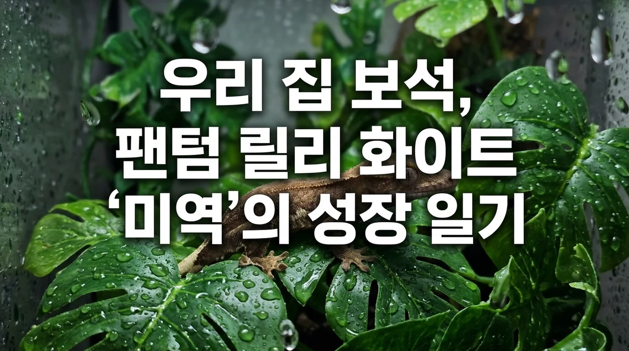 우리 집 보석, 팬텀릴리화이트 '미역'이의 성장 일기