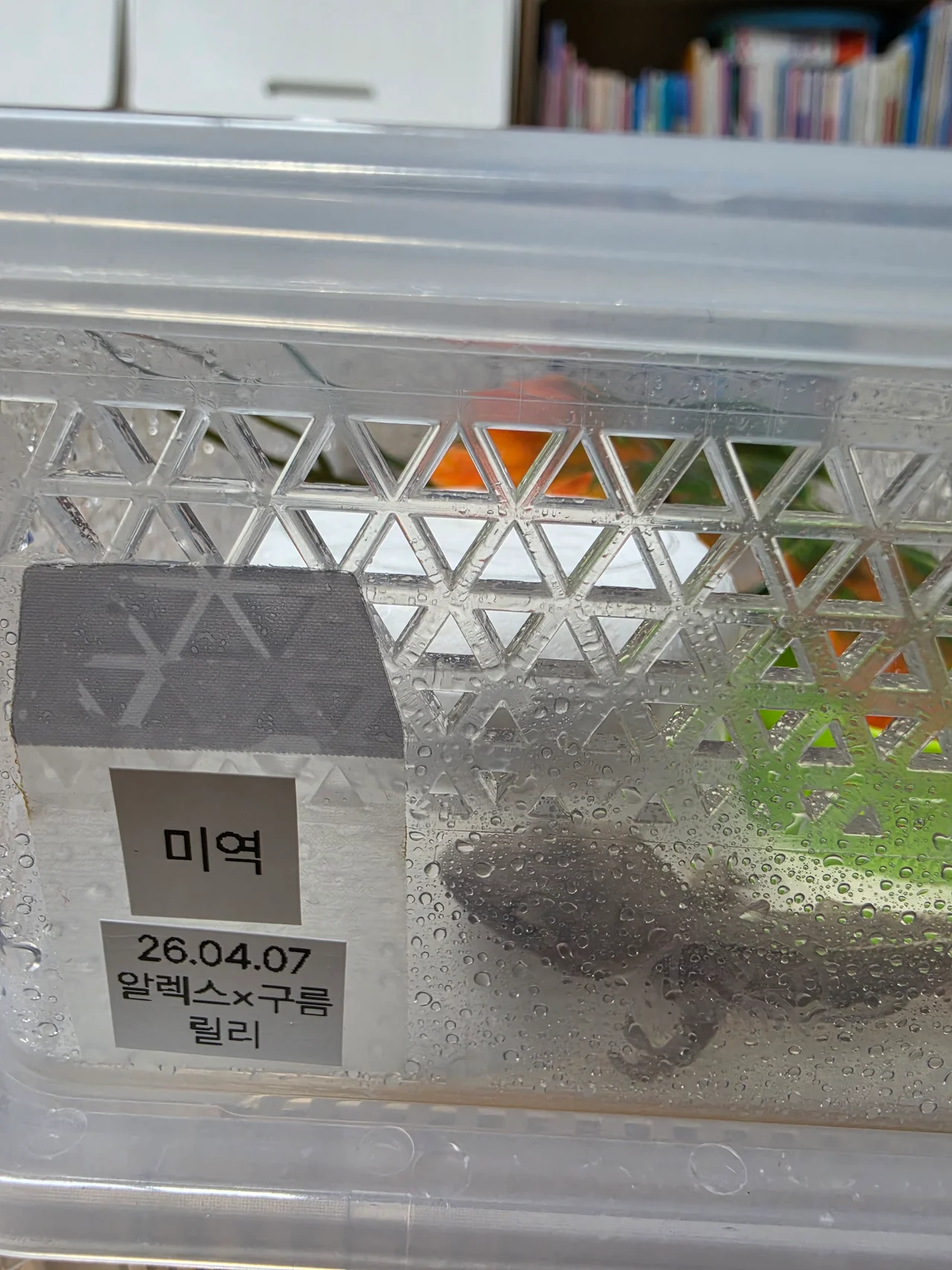 습기가 찬 사육장 벽면 너머로 보이는 미역이의 모습