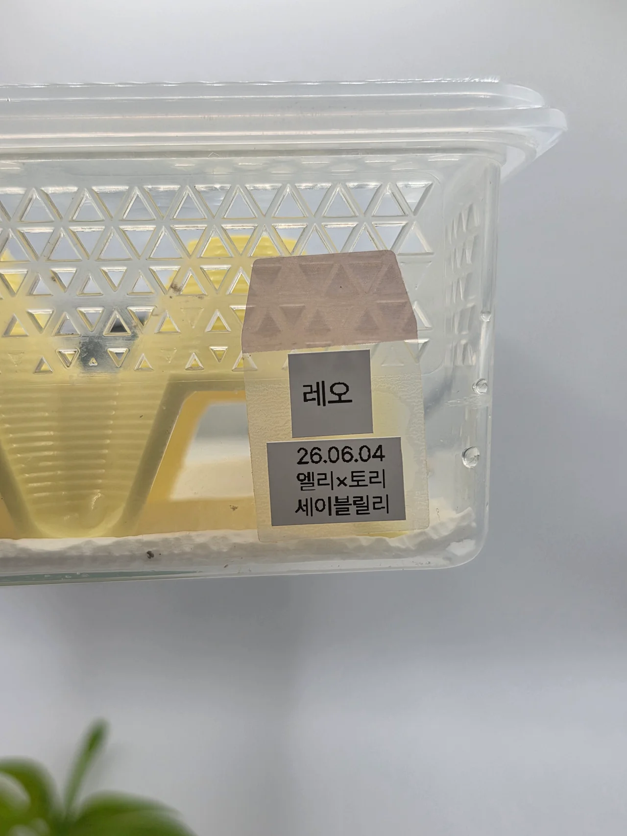 도마뱀 레오의 이름과 생일, 부모 정보가 적힌 사육장 라벨