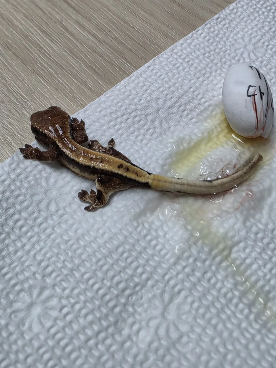 크레스티드게코 행동 패턴 분석 가이드, 마뱀이가 왜 이럴까? - DewCre 실제 사육 사진